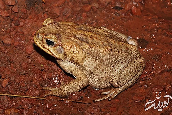 با خنگترین حیوانات دنیا آشنا بشید با خنگترین حیوانات دنیا آشنا بشید